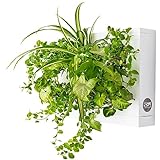 Ortisgreen Mini Jardin Vertical Blanco para 6 Plantas con Sustrato Natural Premium e Instrucciones....
