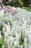 20 semillas de guar SCOOP foamflower blanca Tiarella Trifoliata Laceflower de flores