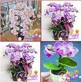 Venta al por mayor 120pcs / lot 24 tipos diferentes de orquídeas multicolores mariposa semillas de...