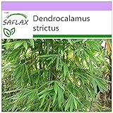 SAFLAX - Bambú de Calcuta - 50 semillas - Dendrocalamus strictus